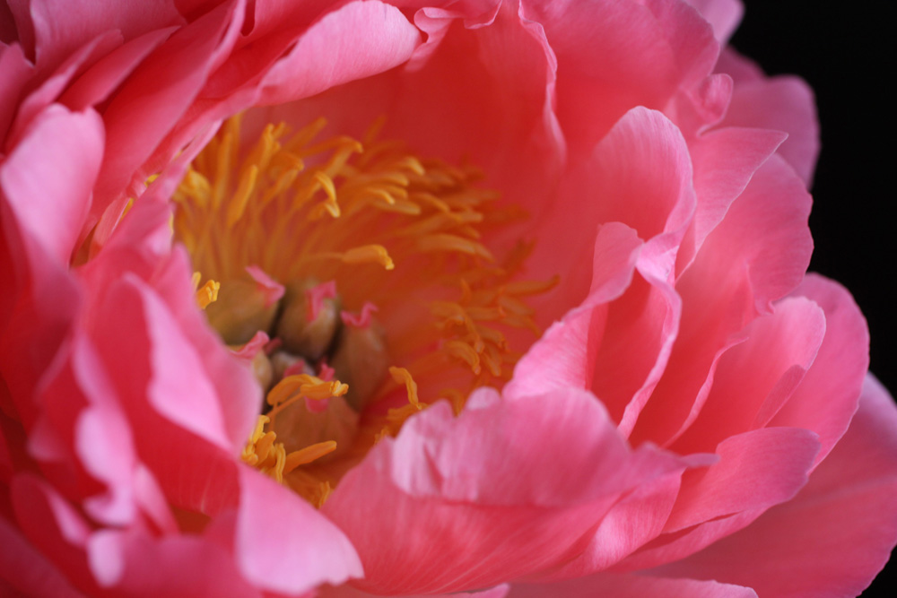 Flower Archives Destination Photographs Fine Art Photography