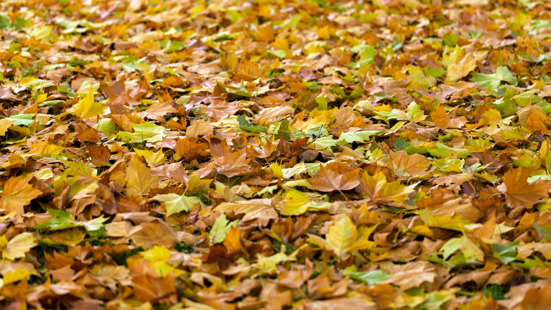 Cheltenham Twp.'s New Schedule for Leaves and Debris Collection Glenside Local