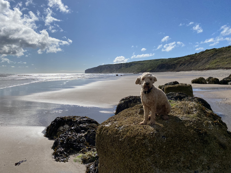 Dog Friendly Things To Do In Filey, Yorkshire Coast UK