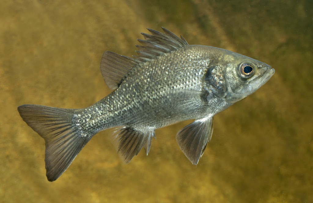Native Fish Species For Sale Glenwaters Native Fish