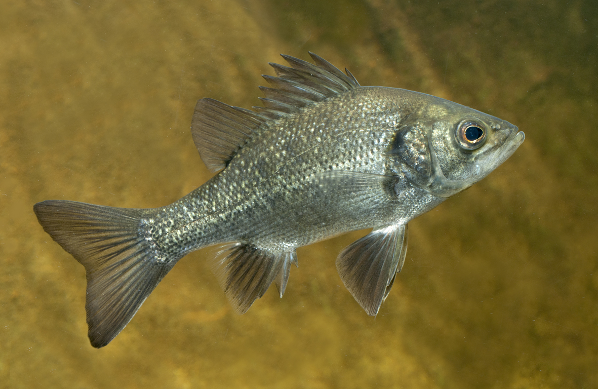 Aquaponics and Aquarium Fish Glenwaters Native Fish