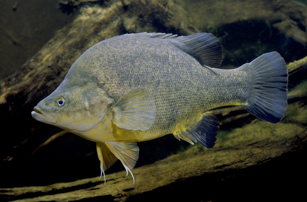 Native Fish Species For Sale Glenwaters Native Fish