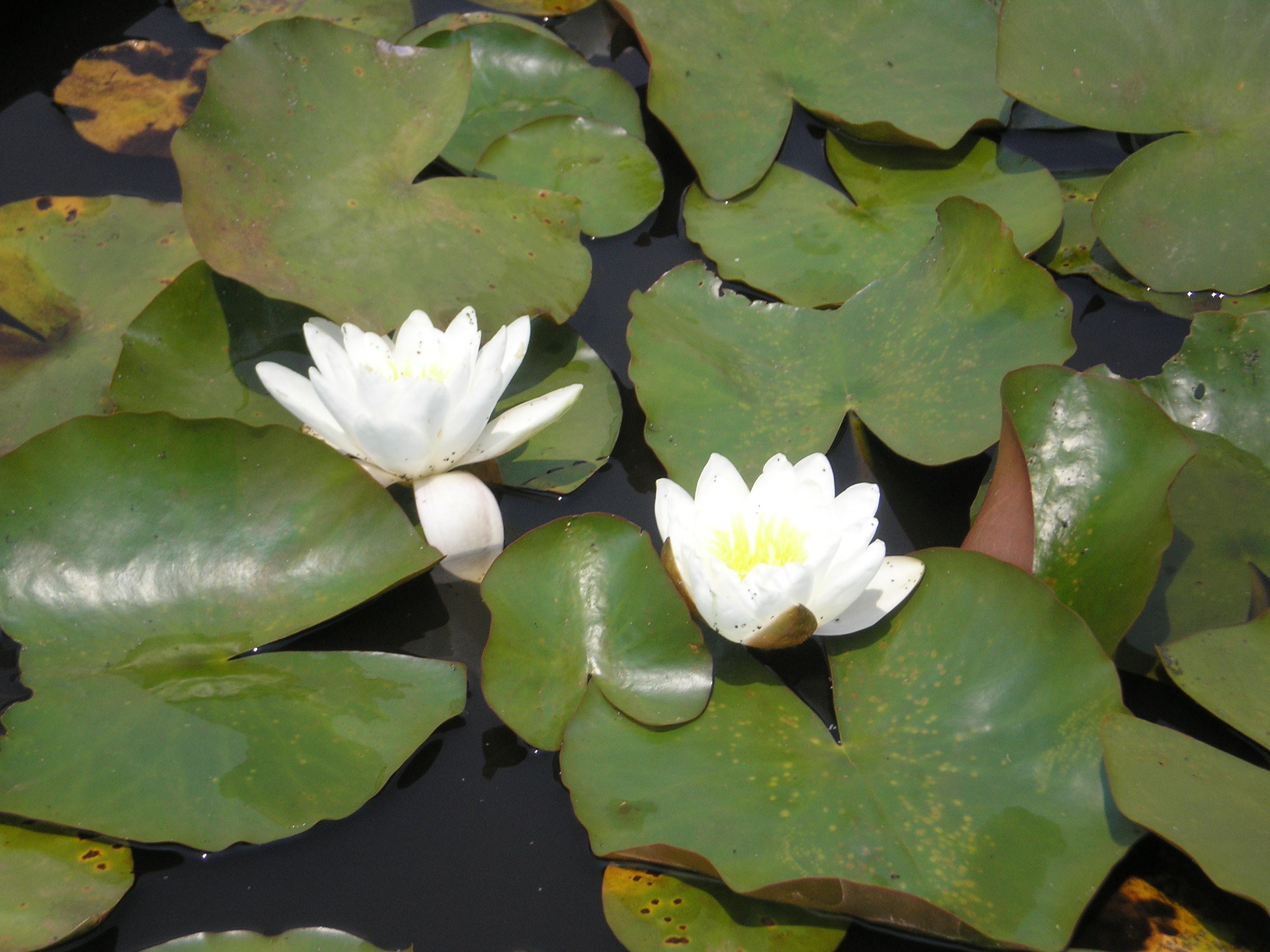 Products for your Dam Glenwaters Native Fish