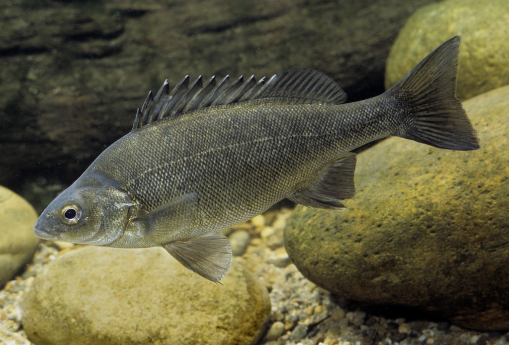 Native Fish Species For Sale Glenwaters Native Fish