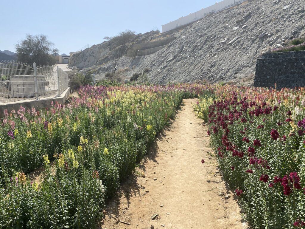 The Flower Farm in Asima is stunning in the winter!