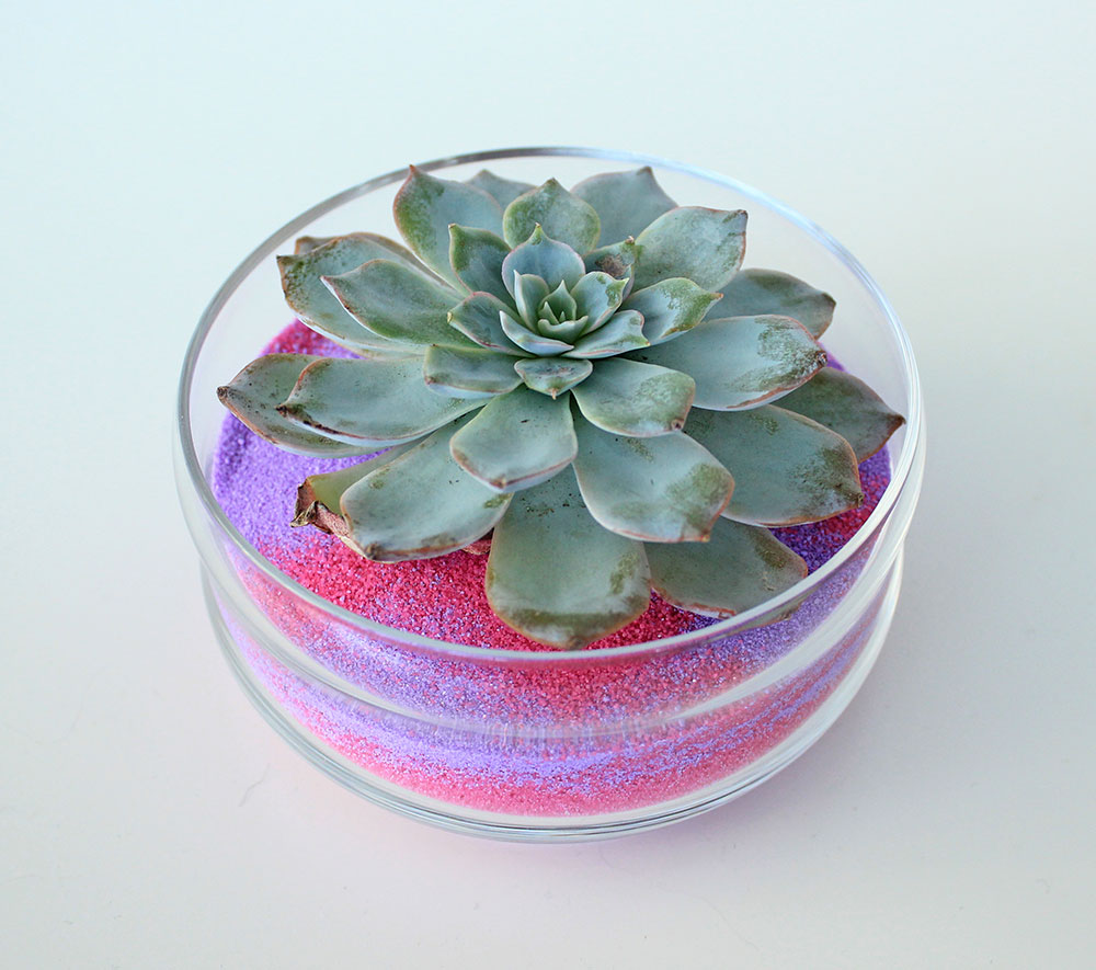 Succulent Sand Art