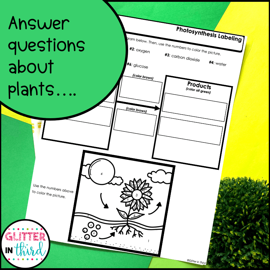 Plants & Photosynthesis Worksheets ColorByNumber Glitter in Third