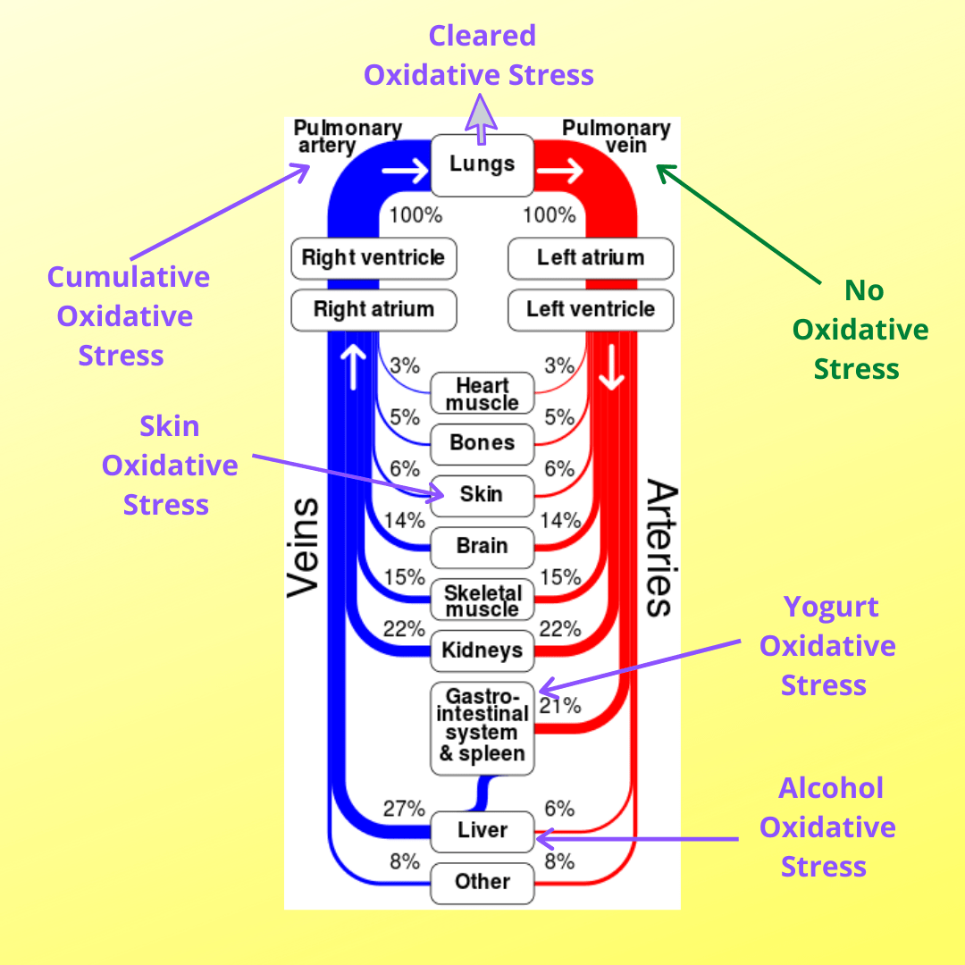6 Types of Oxidative Stress Impact Your Health in 2021 Glixin