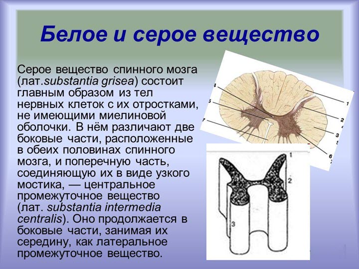 Серое Вещество Фото Серое Вещество Фото