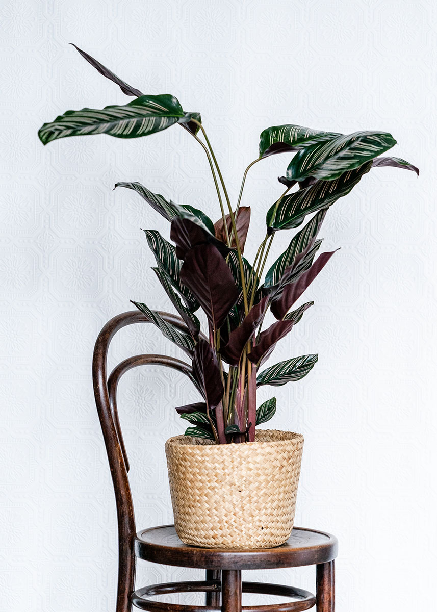 How to Style your House Plants like a Pro Gloam