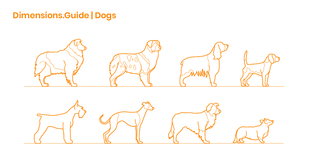 Dogs Dog Breeds Dimensions & Drawings