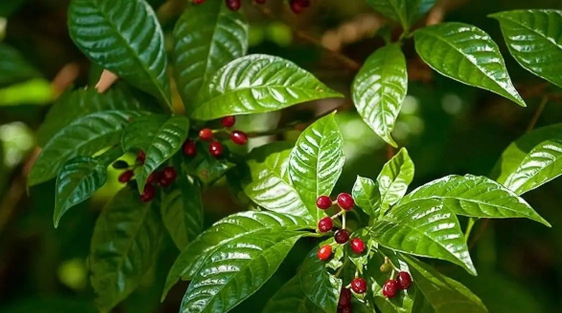 Wild Coffee Plant What Is It And How To Use It