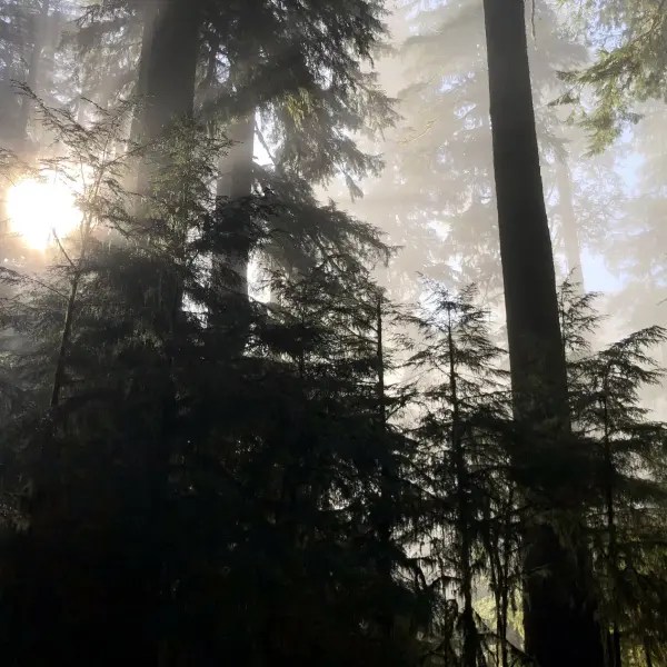 Caffeine Heaven 9 Best Coffee Shops in Eugene!