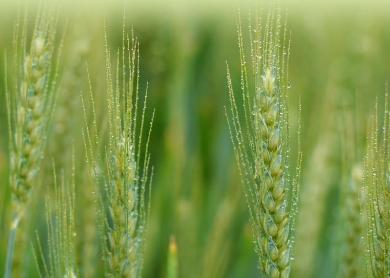 Using Grass and Seed For Erosion Control
