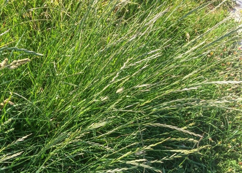 Using Grass and Seed For Erosion Control