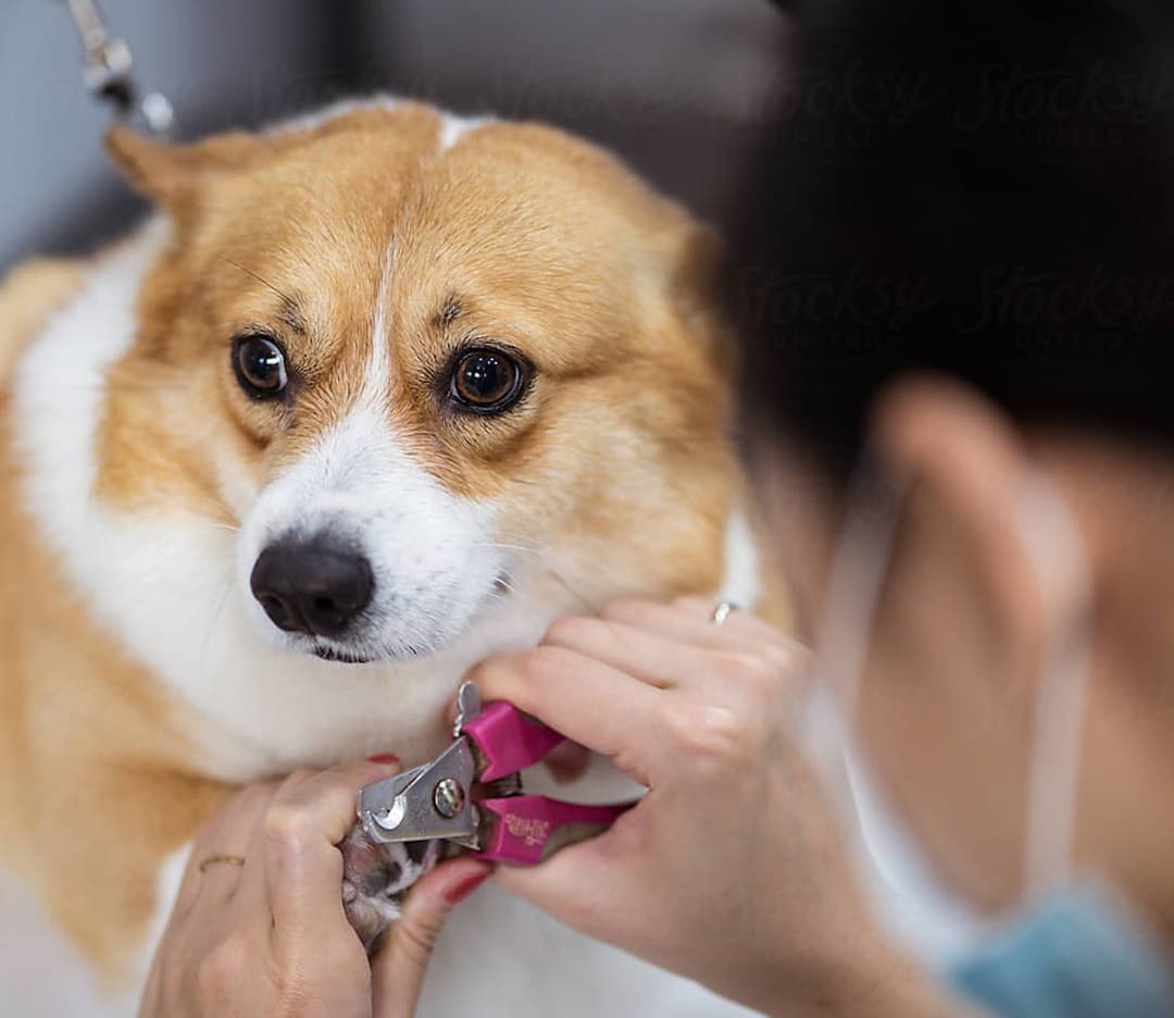 Oyen Malaysia's Best Pet Insurance Provider