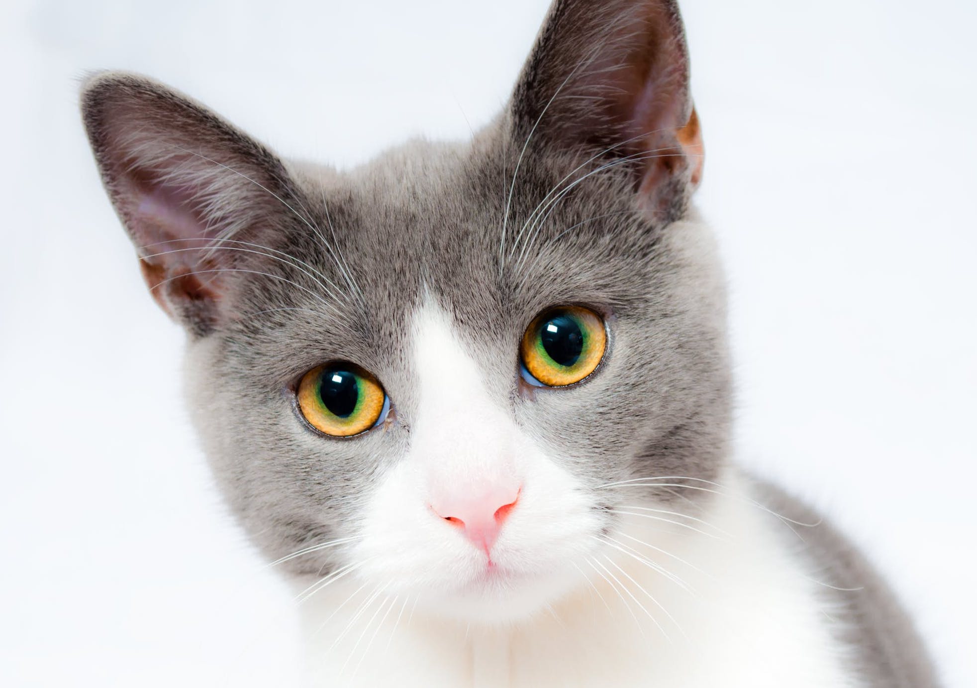 Can Cats Have Autism? Signs & Symptoms Of ASD In Cats