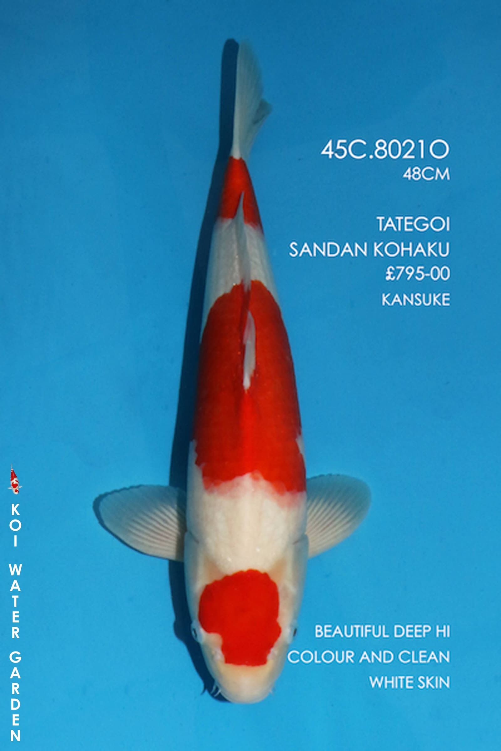 Koi Water Gardens Ltd