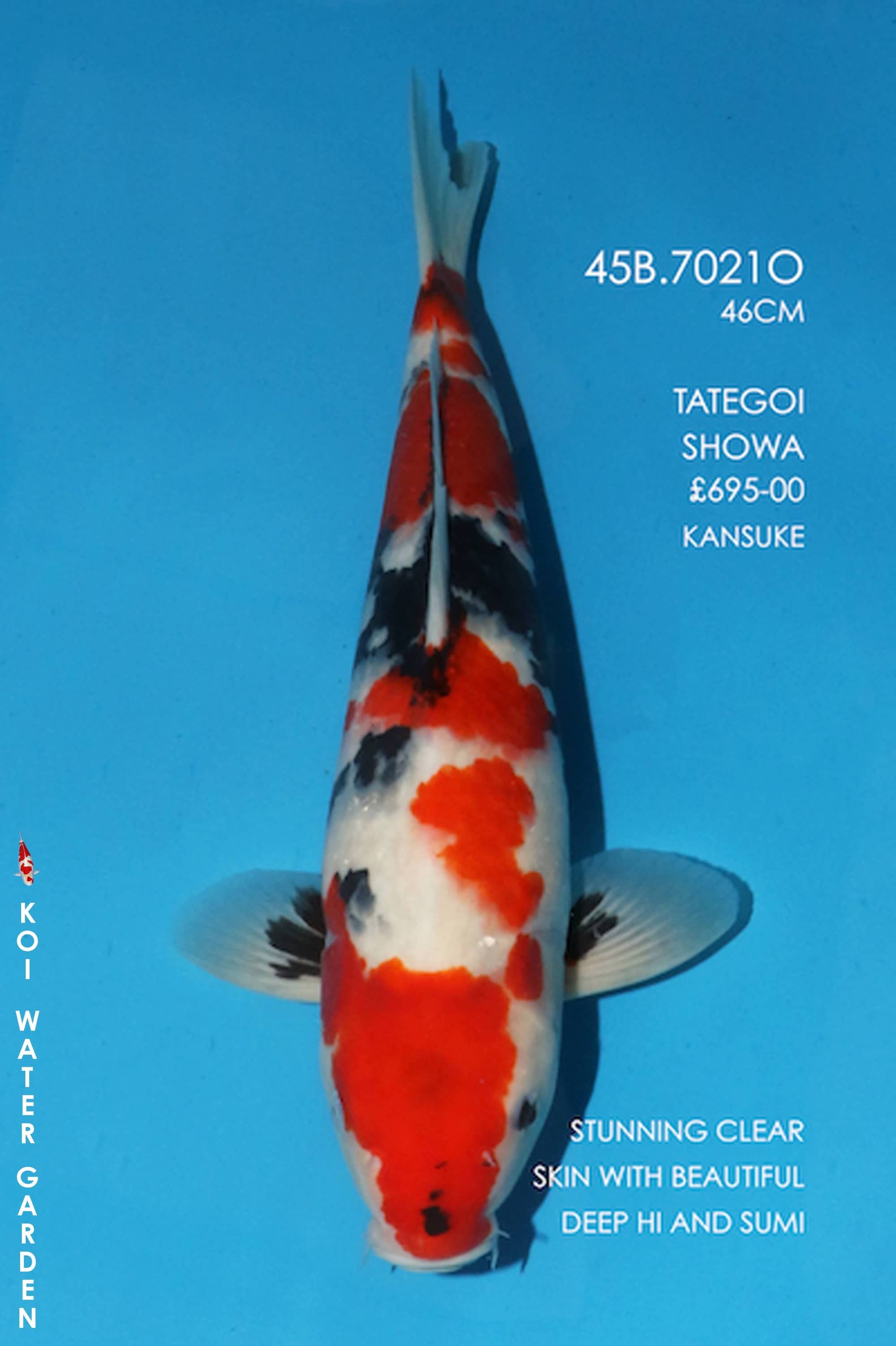 Koi Water Gardens Ltd