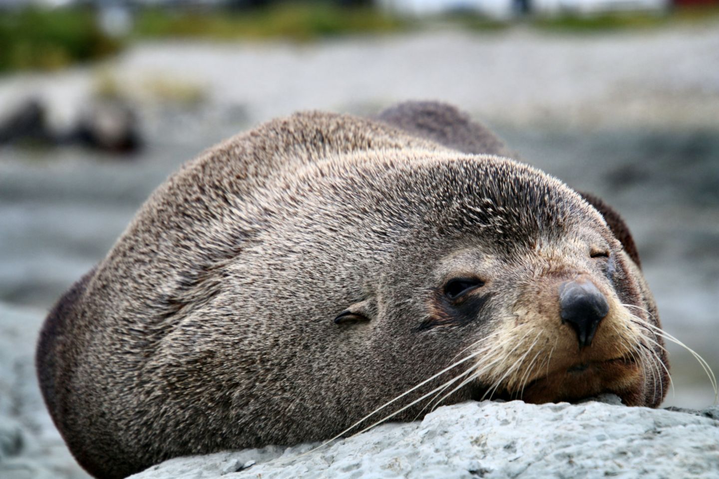 Where can I see the New Zealand Fur Seal in the wild