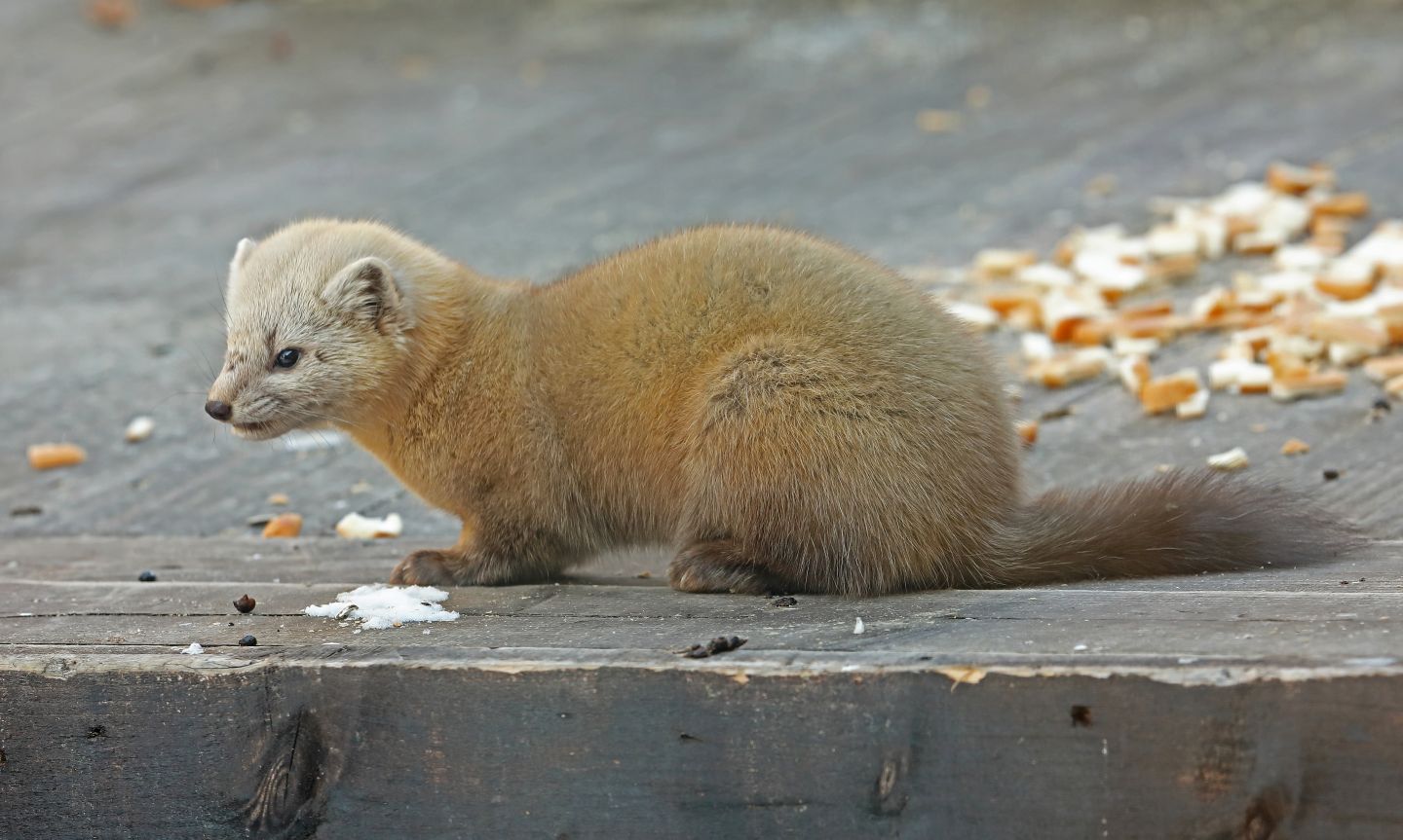 Where can I see the Sable in the wild
