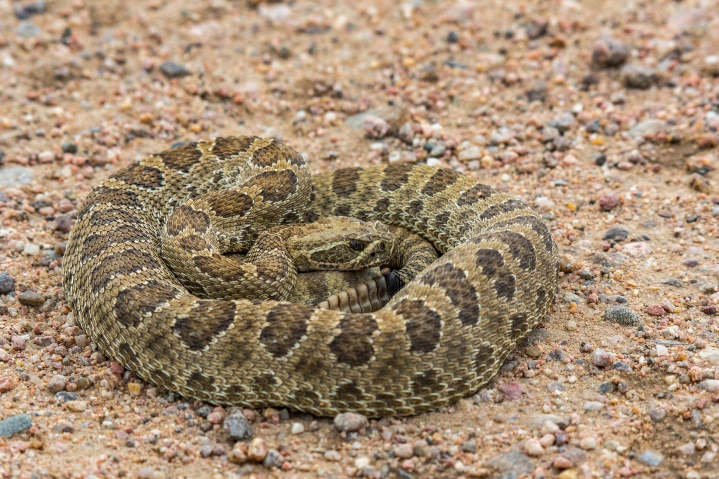 Where can I see the Prairie Rattlesnake in the wild