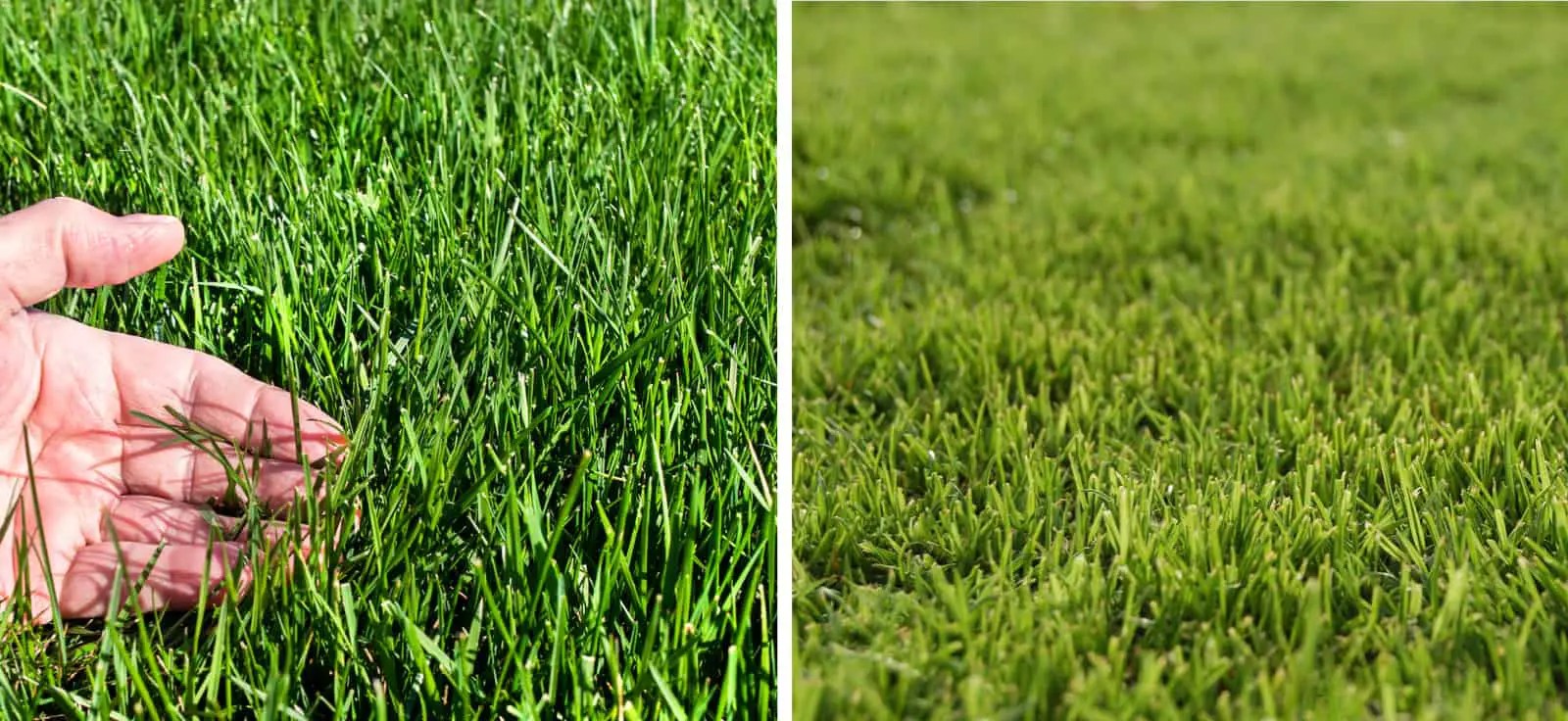Bermuda vs. Fescue Choosing the right grass type for your property