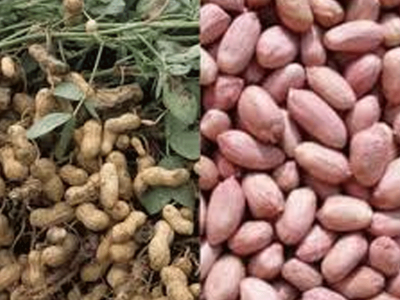 BUK Centre Introduces New Groundnut, Technologies to Boost Food