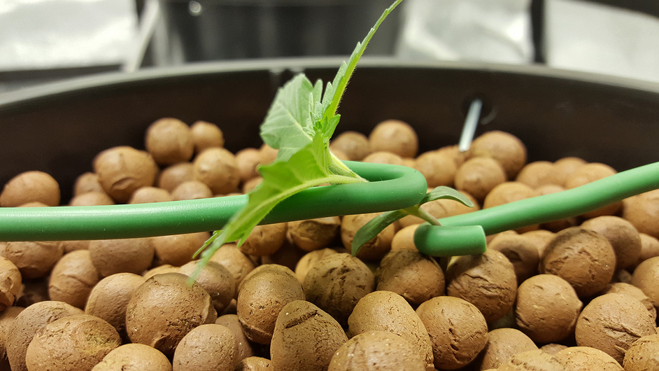 New Grower Help! Seedlings falling over Stress ILGM Forum