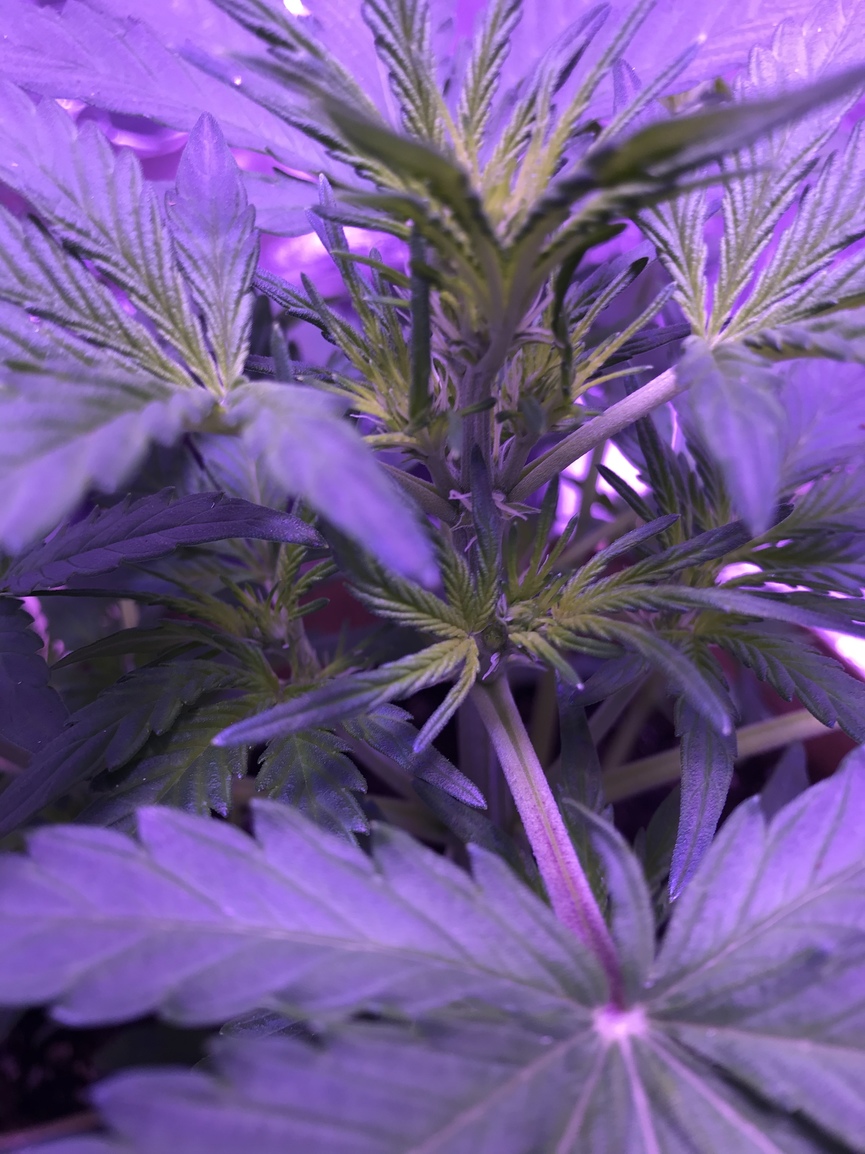 Time to switch to flowering nutes Flowering I Love Growing