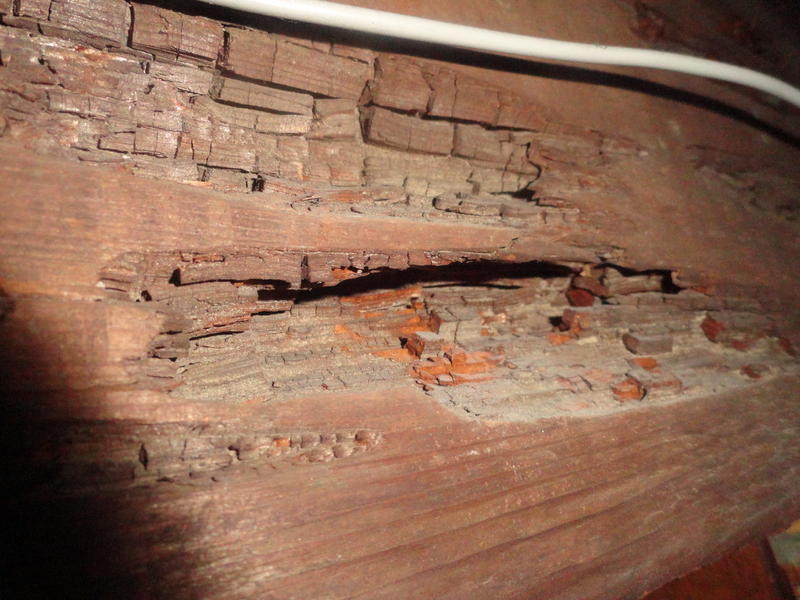 Wood Fungus On Floor Joists Floor Roma