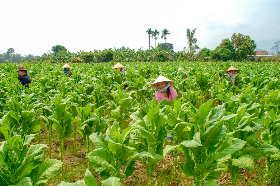 TOBACCO INDUSTRY Khanh Viet Corporation