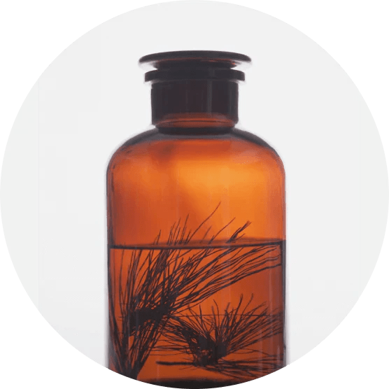 Herb Black Pine KORRES Global