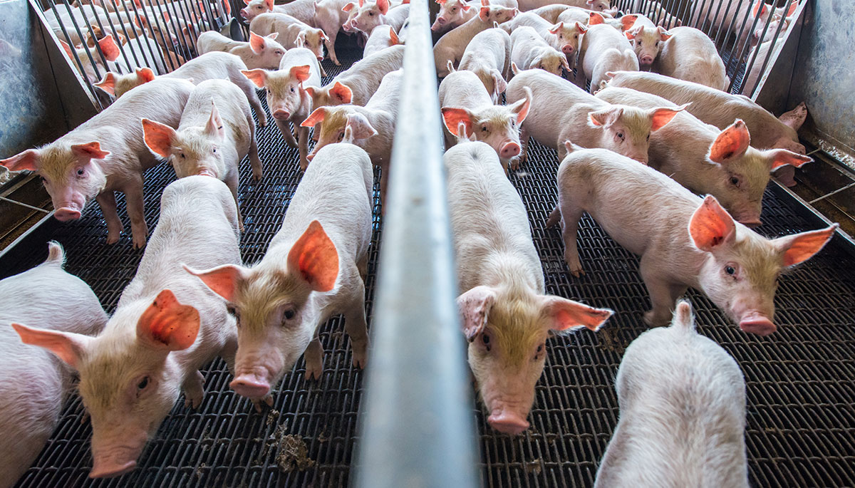 Feed Efficiency Technology Feeding the right animals the right feed