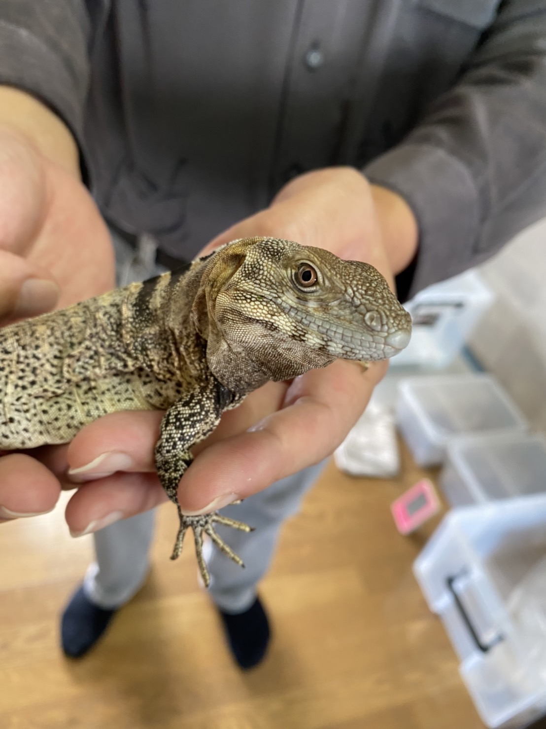 サンエステバントゲオイグアナ オス グローバルアニマルズ｜爬虫類・両生類・鳥類専門店