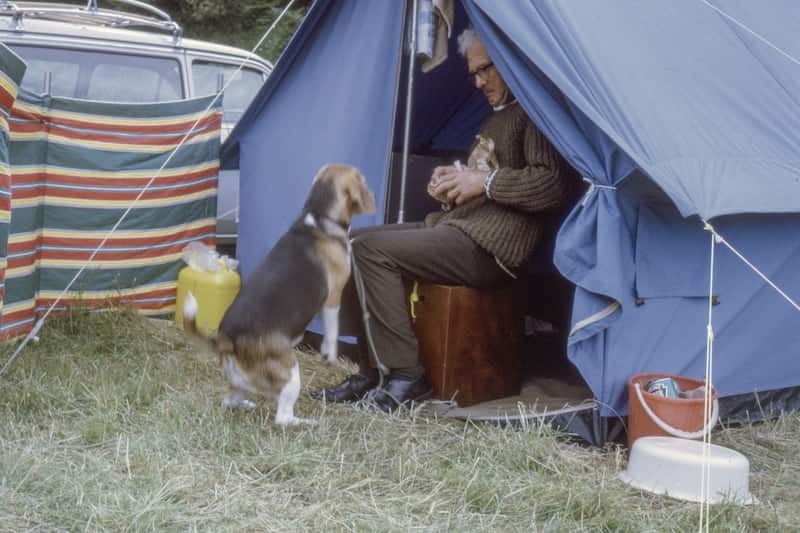 Can Dogs Sleep In Tents?