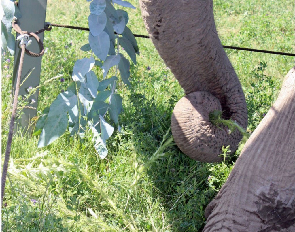 Elephants and Toxic Plants