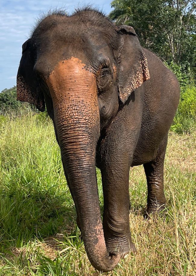 EleFact Friday Pink Elephants On Parade?