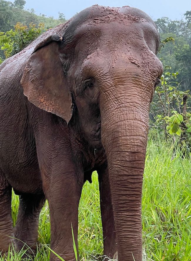 Does Elephant Skin On Dogs Go Away