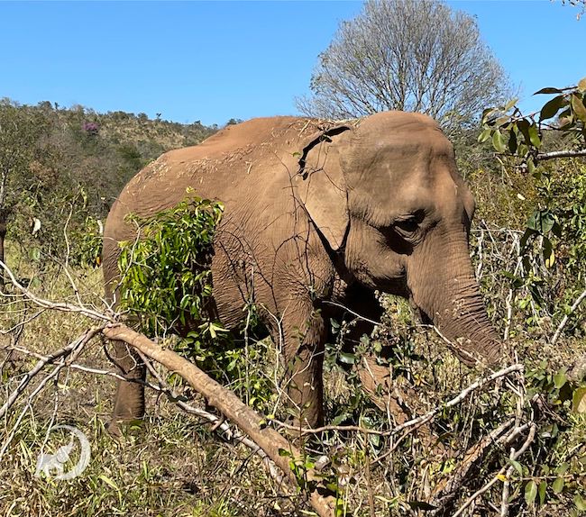 EleFact Friday Elephants Graze All Day Long