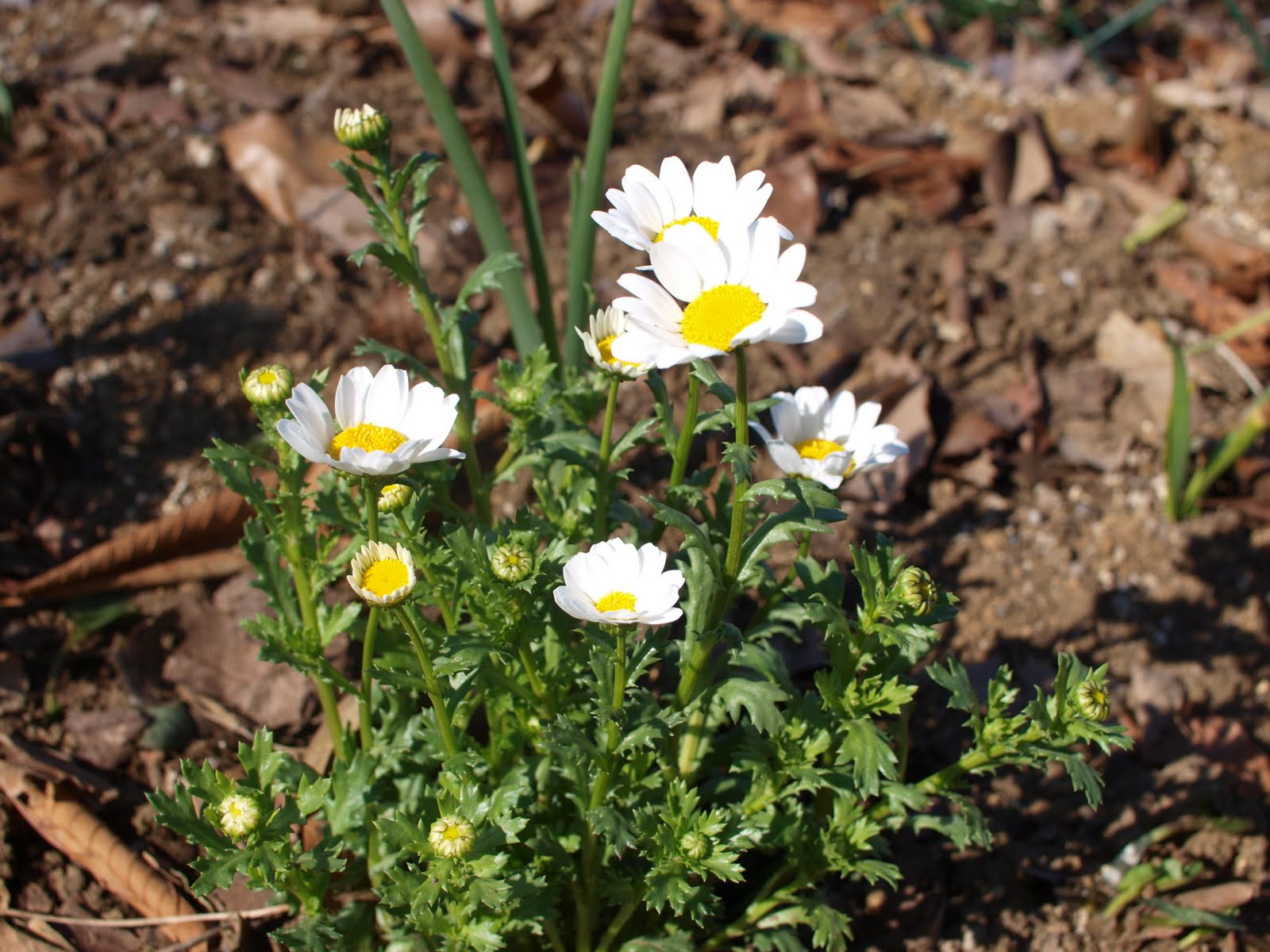 Flowers in March Life Begins at Forty