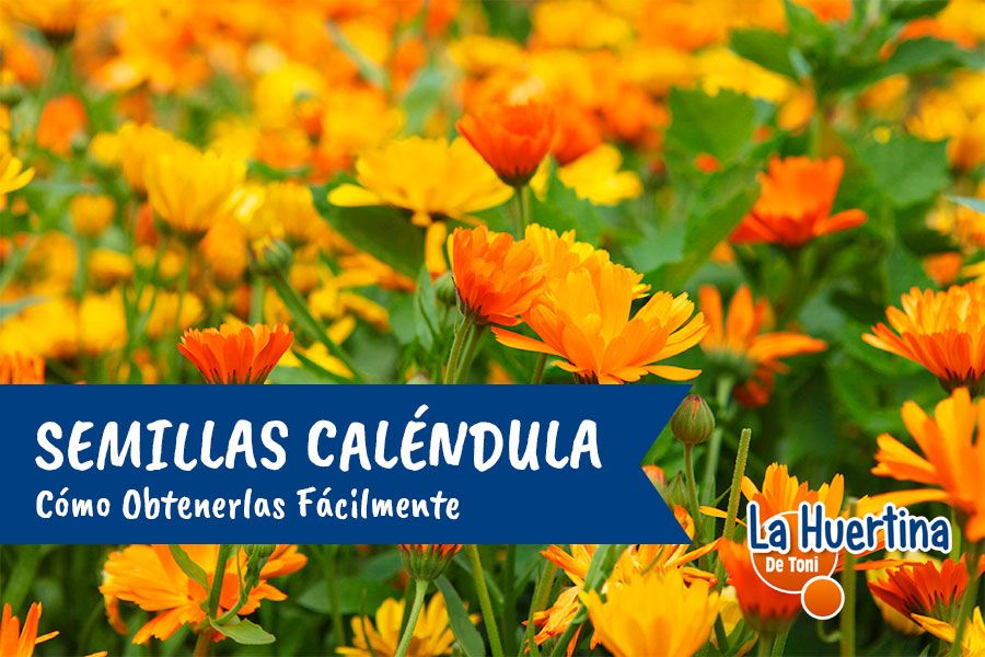 How to Get Calendula Seeds Global Gardening Secrets