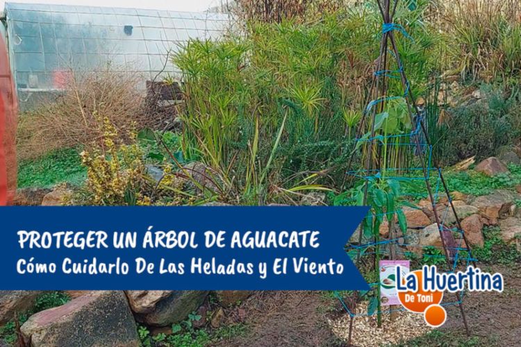 How to protect an avocado tree from frost Global Gardening Secrets