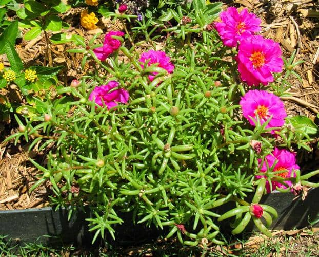 How to Propagate, Grow Portulaca and Its Care Global Gardening Secrets