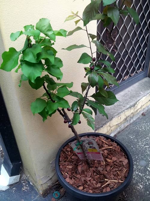 How to grow plum tree (plum tree) in a pot and its care Global Gardening Secrets