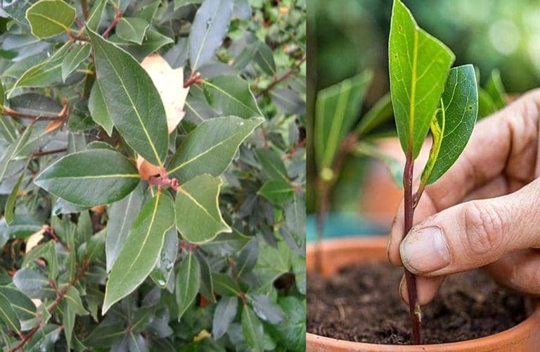 How to propagate bay laurel by cuttings (stems) and its care Global