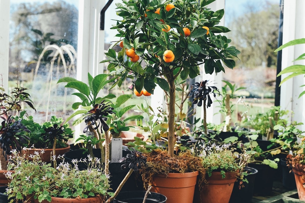 Potted peach tree maintenance top tips Global Gardening Secrets