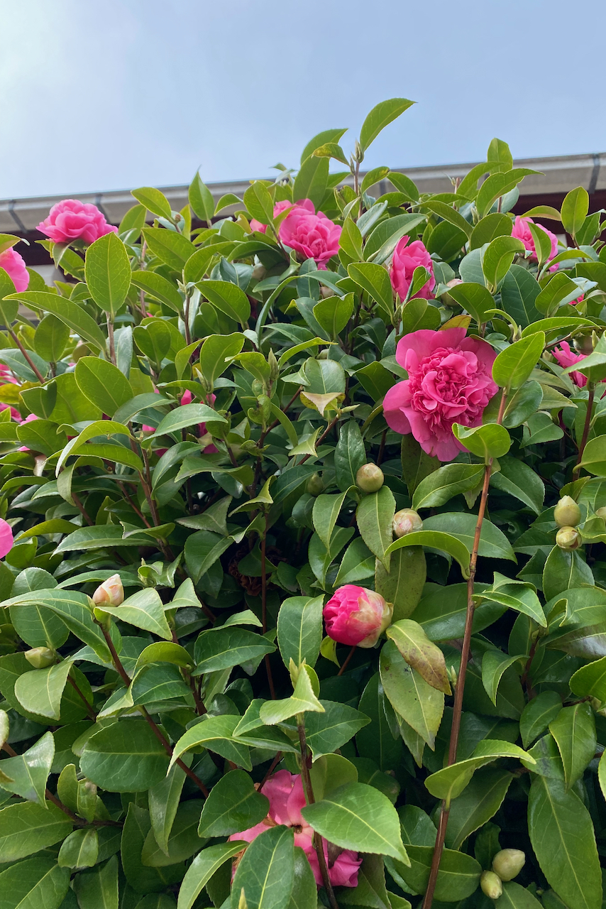 What to do with camellias after flowering? Global Gardening Secrets