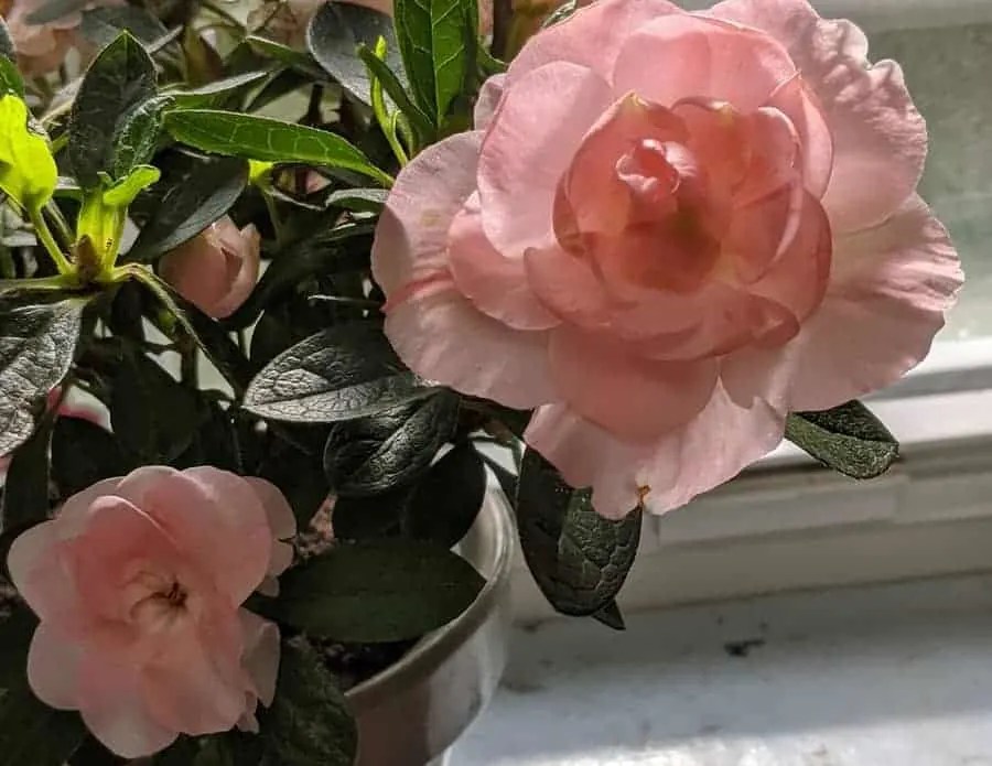 Why are my azalea leaves turning black? (And How To Fix It) ISPUZZLE