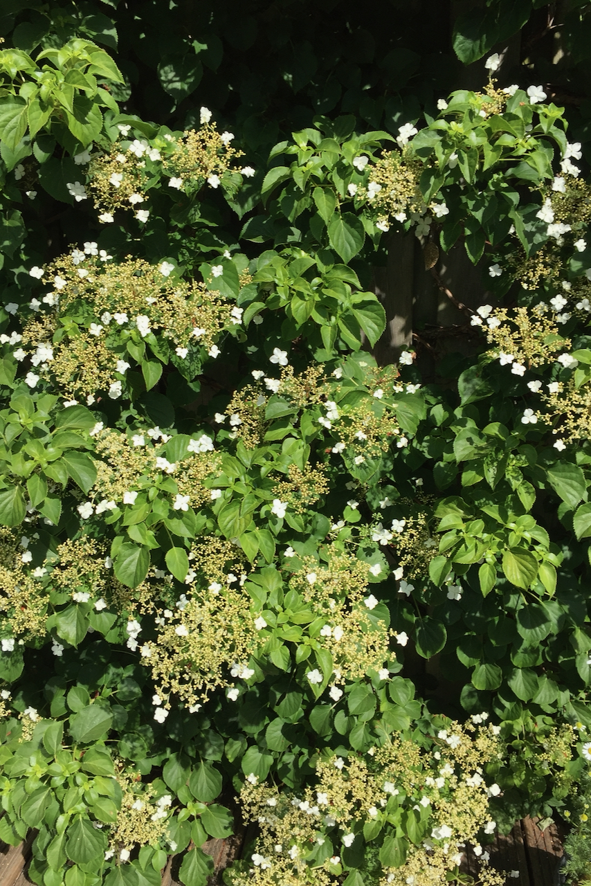 How and when to top off and prune your climbing hydrangea Global Gardening Secrets